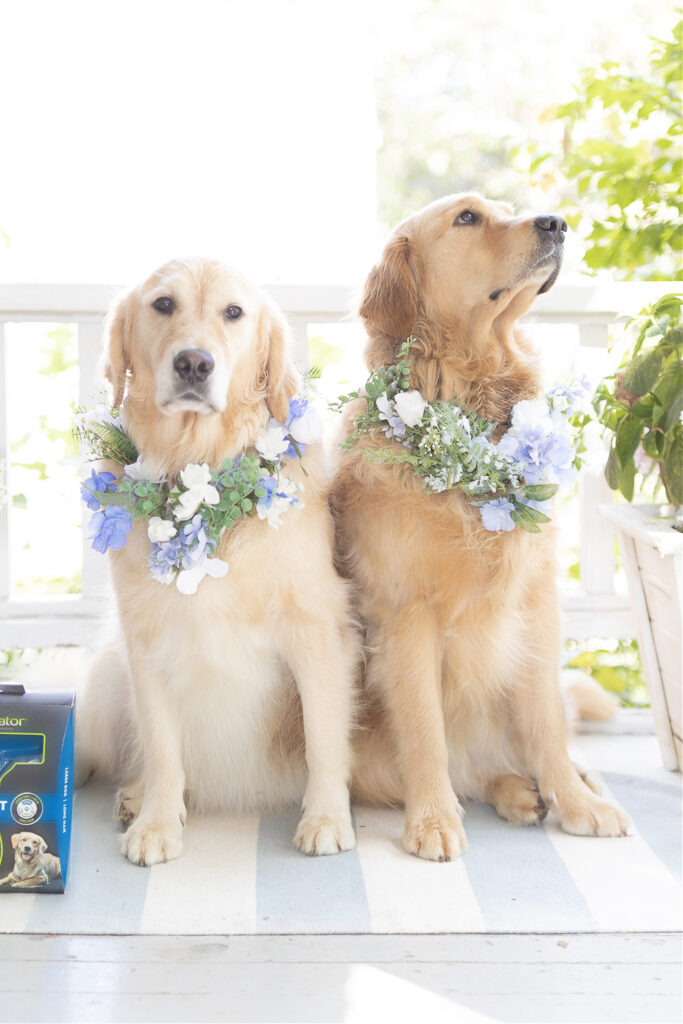 Contact us for Pet Care